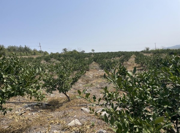 澧縣土地資源,澧縣公共基礎(chǔ)設(shè)施,澧縣工商業(yè)信息咨詢,澧縣澧州實(shí)業(yè)發(fā)展有限公司